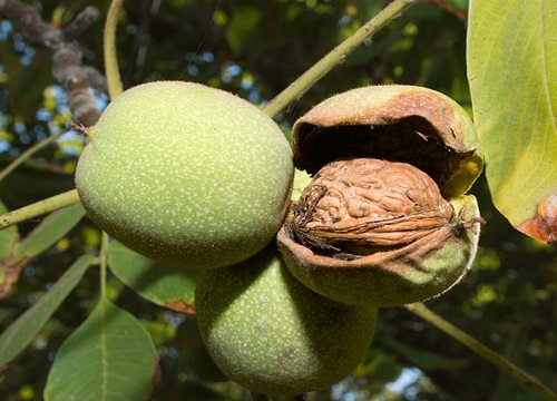 核桃是哪里产的