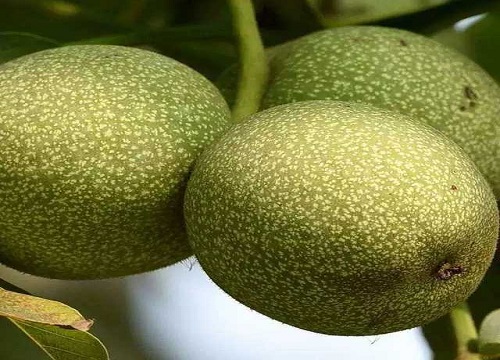 核桃是哪里产的