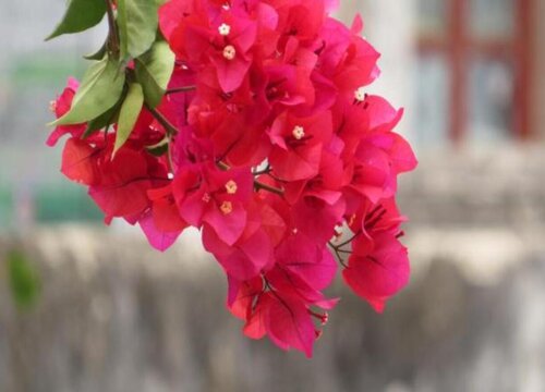 高温季节给三角梅换盆需要注意什么