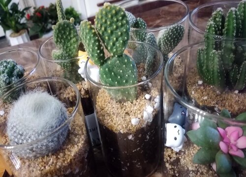 家里如何养多肉能够养出好状态