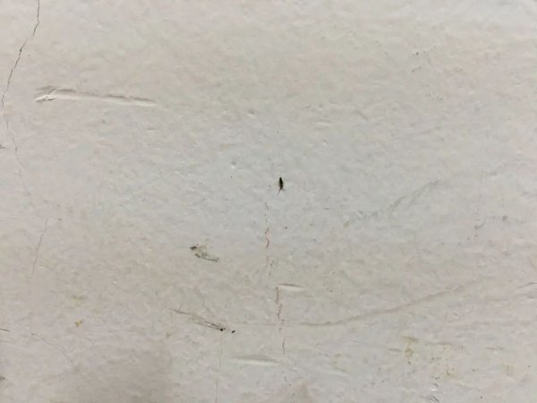 跳虫用什么方法杀死