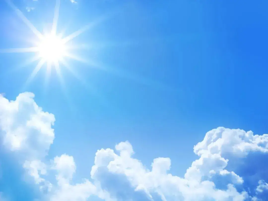 跳虫用什么方法杀死