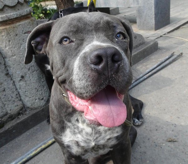 卡斯罗的五大缺点看完后悔了