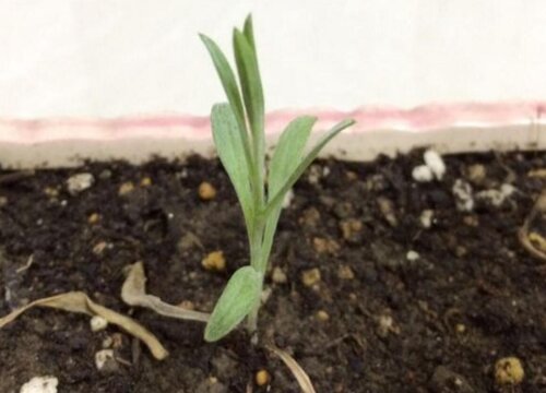 矢车菊种子什么时候播种最好