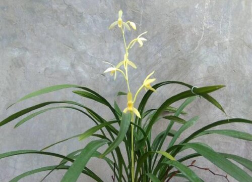 兰花养在阳台能行吗