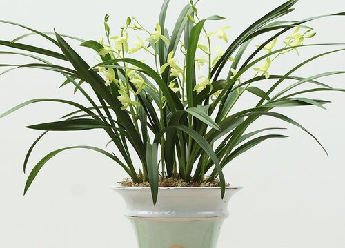 兰花养在阳台能行吗