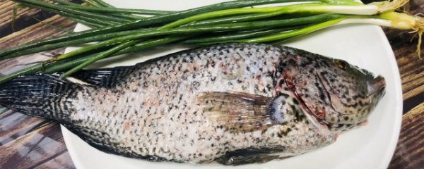 吃花斑鱼的禁忌