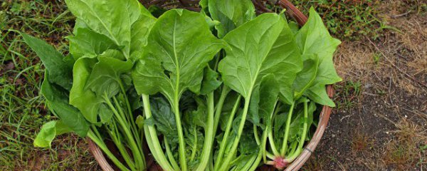 南方什么季节适合种植菠菜