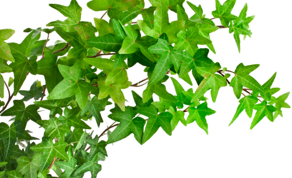 代表友情的花朵