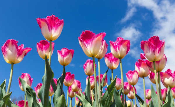 代表友情的花朵