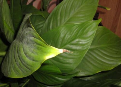 一帆风顺叶子发黄是什么原因