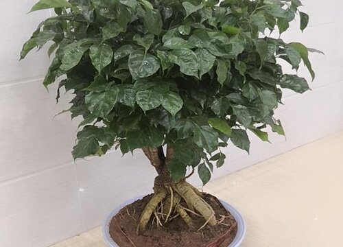 幸福树徒长怎么办