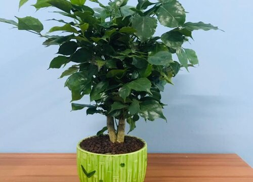 幸福树徒长怎么办