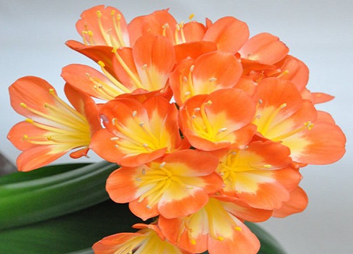 用什么养护君子兰开出艳丽的花朵