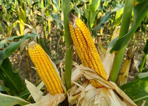 tk601玉米种子简介