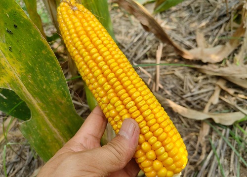 tk601玉米种子简介