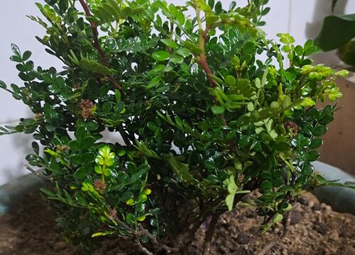 清香木叶子一碰就掉