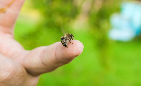 一只蜜蜂有几条腿