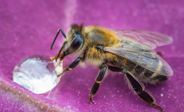 一只蜜蜂有几条腿