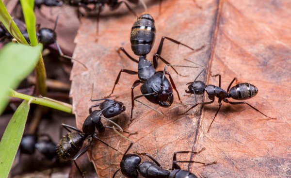 蚂蚁的特点和本领都有什么方面