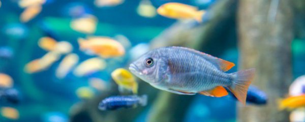 鱼缸滤材多久清洗一次