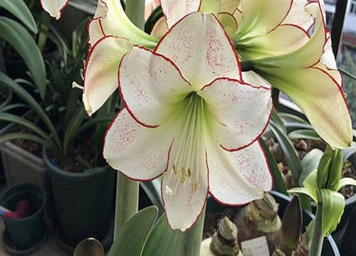 朱顶红冬天怎么养护