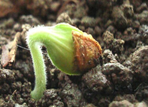 南瓜籽怎么发芽快