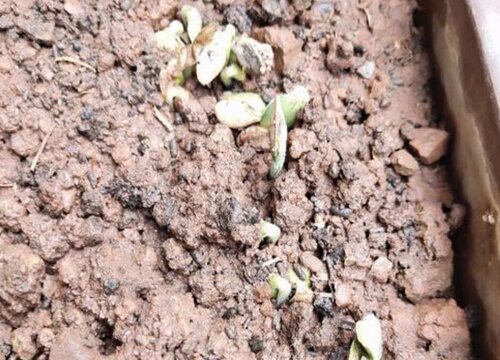 南瓜籽怎么发芽快