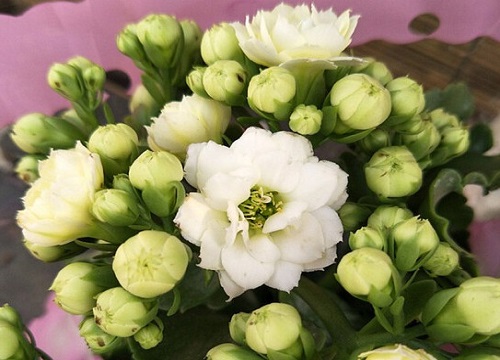 长寿花花期过后如何养护处理