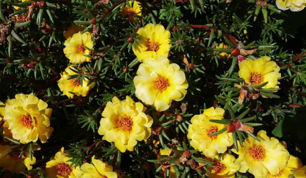 代表励志努力向上的花