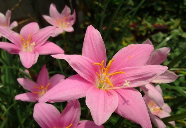 代表励志努力向上的花