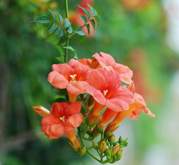 代表励志努力向上的花