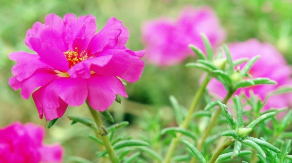 代表励志努力向上的花