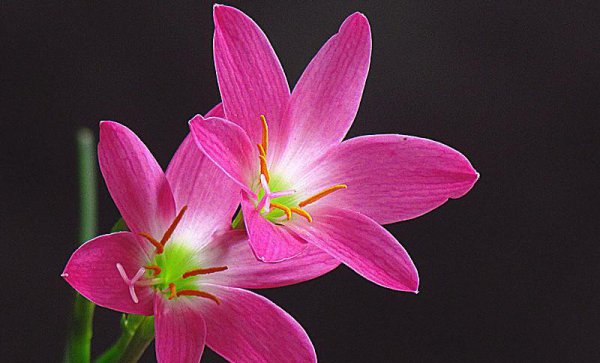 代表励志努力向上的花