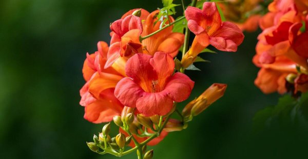 代表励志努力向上的花