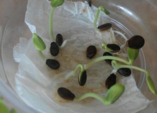 西瓜一般什么时候播种合适