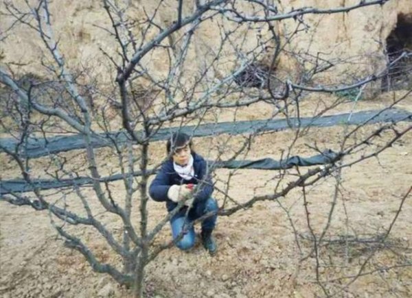 冬季花椒树怎么修剪