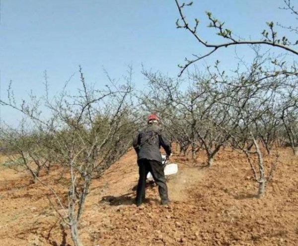 冬季花椒树怎么修剪