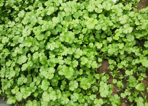 香菜什么时候种植不长苔