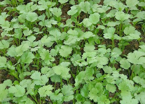 香菜什么时候种植不长苔