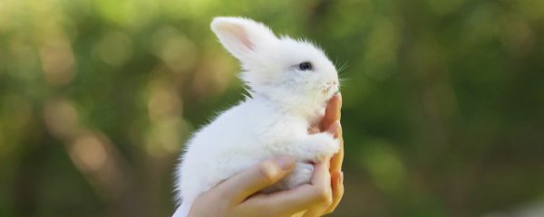 属兔本命年佩戴什么属相好