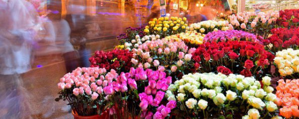 北方室内养什么花好冬天