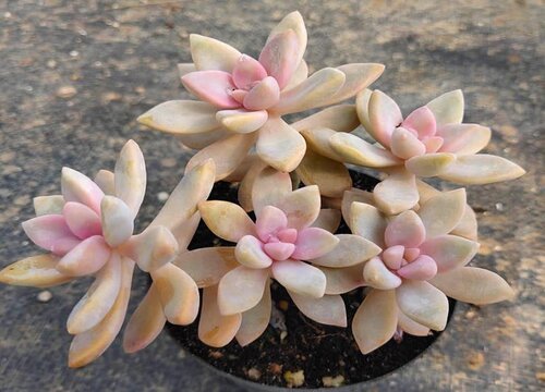 淡雪叶子一碰就掉怎么回事