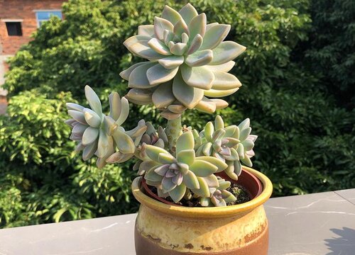 淡雪叶子一碰就掉怎么回事