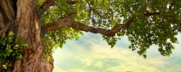 泡桐什么时候开花