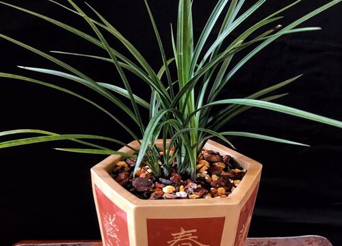 兰花种植小技巧都有哪些