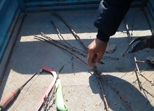 杏树嫁接梅花的步骤