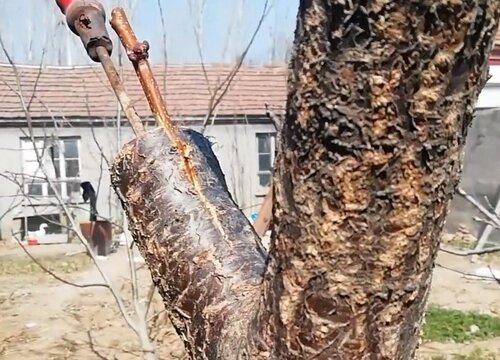 杏树嫁接梅花的步骤