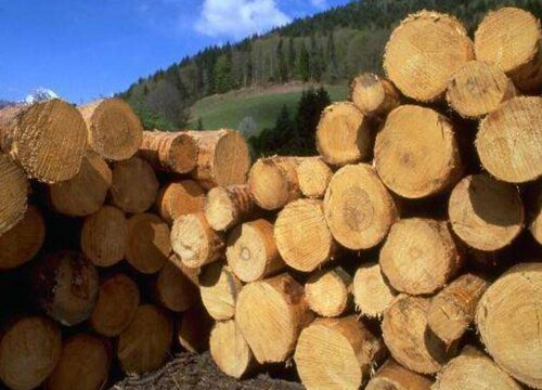 花旗木是什么木材