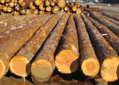 花旗木是什么木材